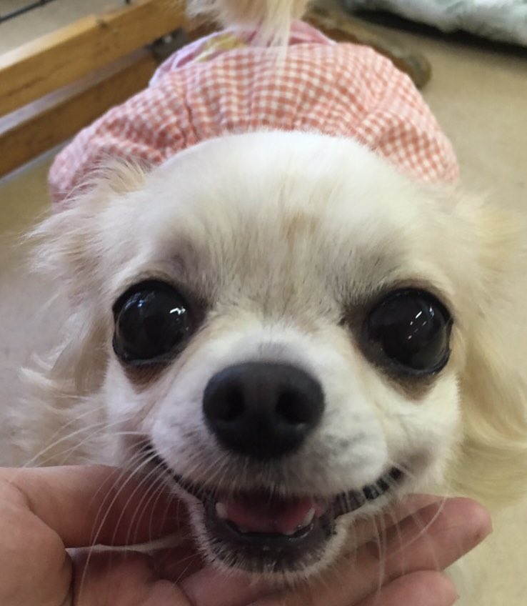 【運命の赤い糸見～つけた💓チワワのユウコちゃん💕】2019,8,3